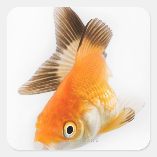 Goldfish (Carassius auratus) Square Sticker (Front)