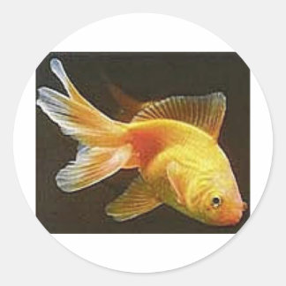 Goldfish Classic Round Sticker