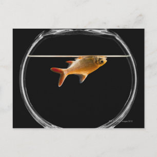 Goldfish in bowl 2 postcard