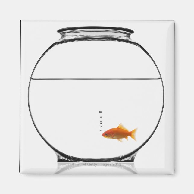 Goldfish in bowl magnet (Front)