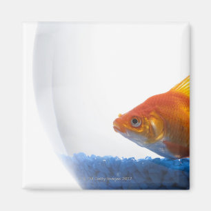 Goldfish in bowl on white background magnet