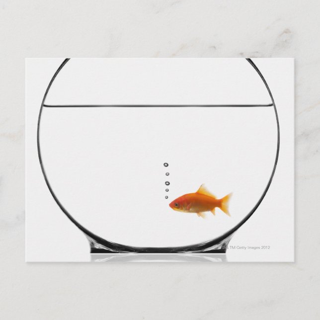 Goldfish in bowl postcard (Front)