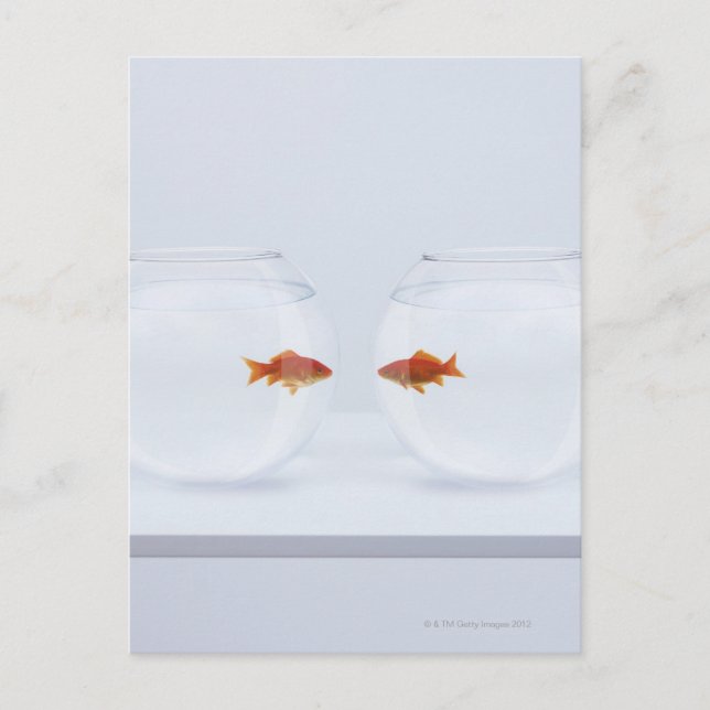 Goldfish in separate fishbowls looking face to fac postcard (Front)