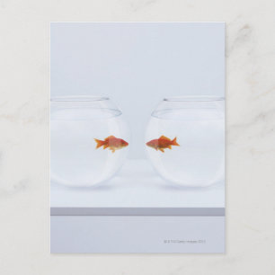 Goldfish in separate fishbowls looking face to fac postcard