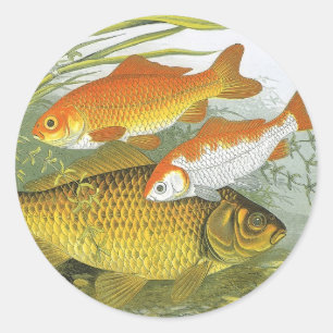 Goldfish Koi Fish, Vintage Marine Aquatic Sea Life Classic Round Sticker