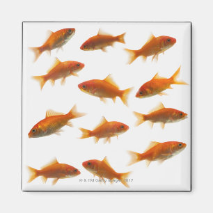 Goldfish Magnet