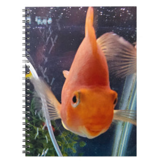 goldfish notebook