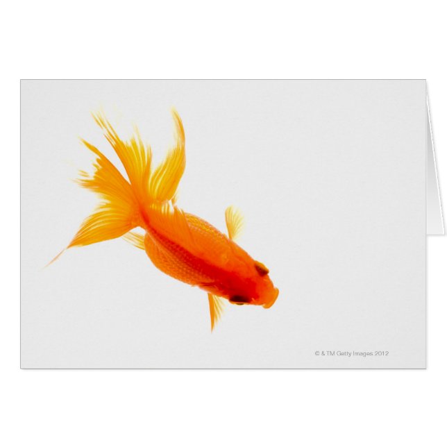Goldfish, overhead view (Front Horizontal)