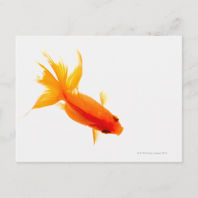 Goldfish, overhead view postcard (Front)