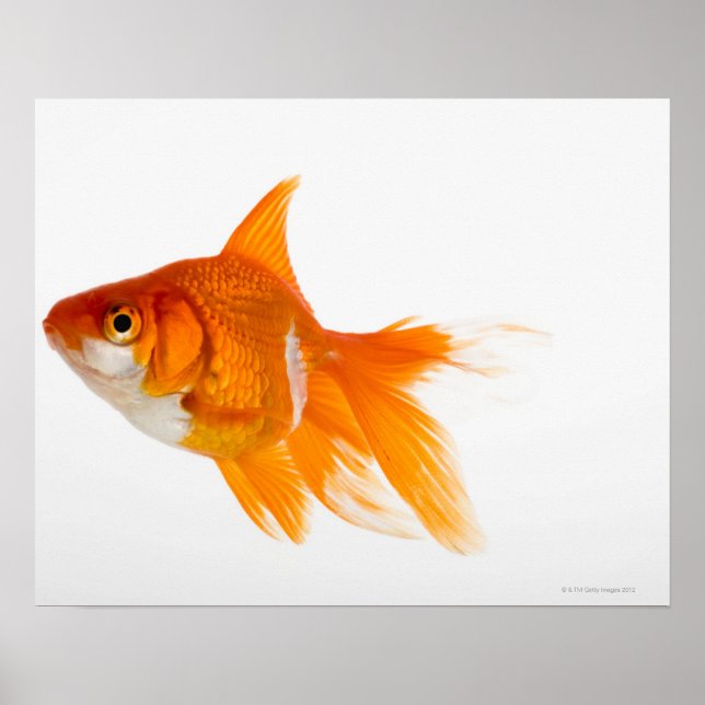 Goldfish, side view poster (Front)