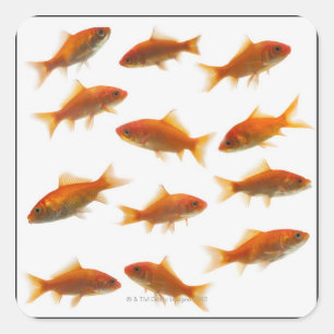 Goldfish Square Sticker