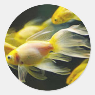 Goldfish sticker