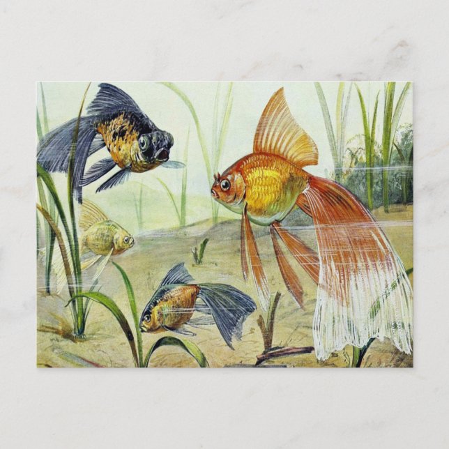 Goldfish Vintage Art Postcard (Front)