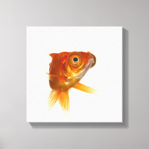 Goldfish with Big eyes 3 Canvas Print