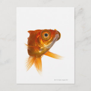Goldfish with Big eyes 3 Postcard