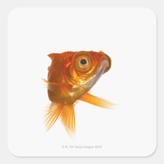 Goldfish with Big eyes 3 Square Sticker (Front)