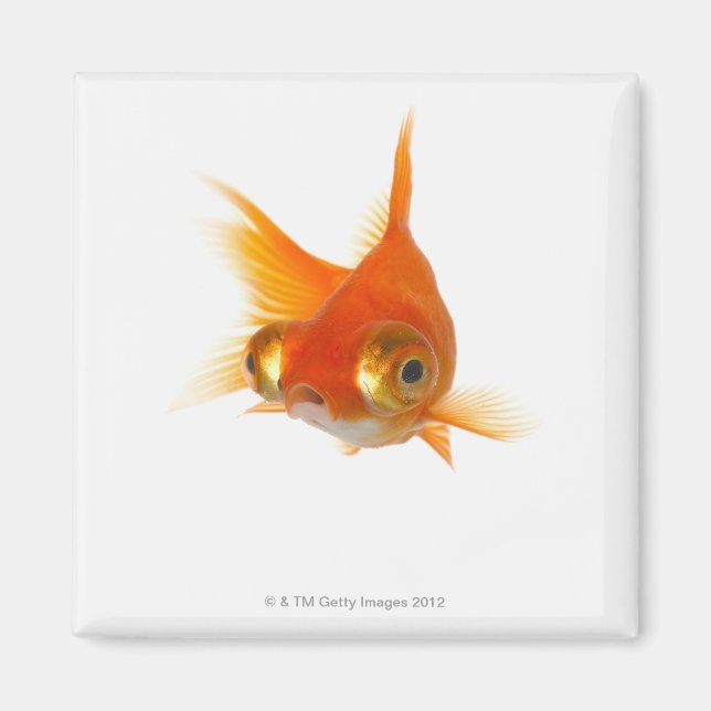 Goldfish with Big eyes Magnet (Front)