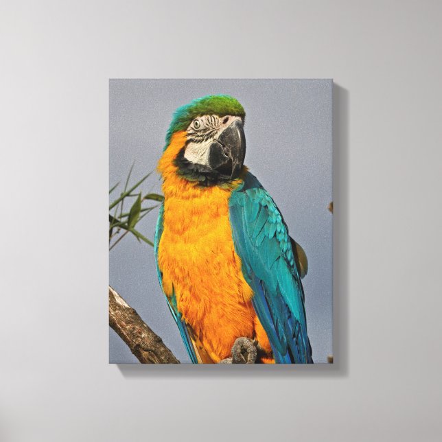 Goldie Blue Wrapped Canvas Print (Front)