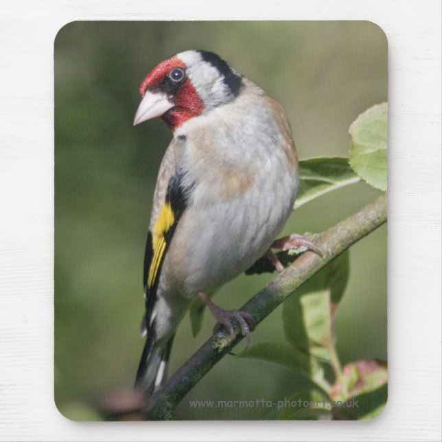 Goldie Mousemat (Front)
