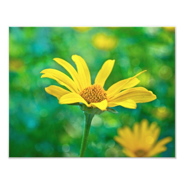 Goldie Photo Print (Front)