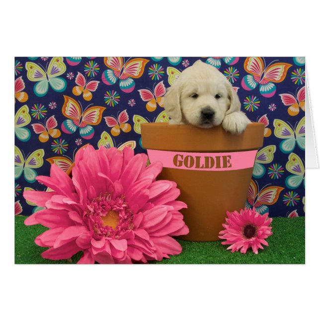 Goldie, week 5 photo (Front Horizontal)