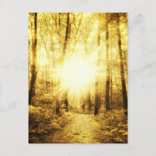 GOLDSUN2 POSTCARD