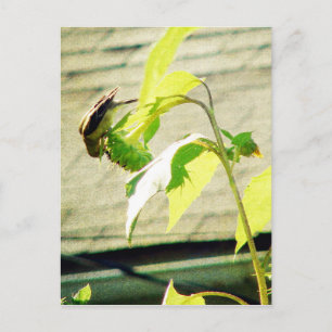 Golfinch and Sunflower Postcard