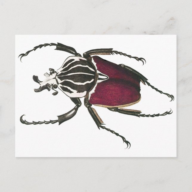 Goliath Beetle Postcard (Front)