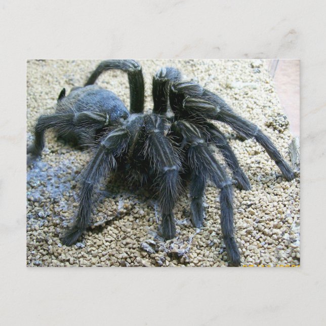 Goliath Tarantula Postcard (Front)