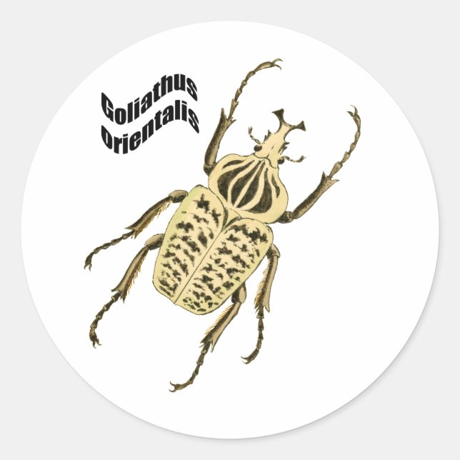 Goliathus orientalis classic round sticker (Front)