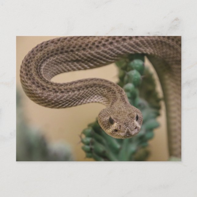 Gone Get Yea! Postcard (Front)