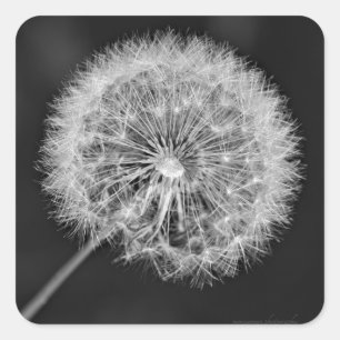 Gone to Seed Square Sticker