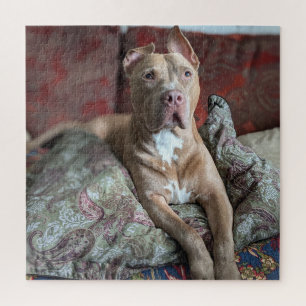 Good Boy Sweet Pit Bull Colour Photo Jigsaw Puzzle