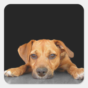 Good Dog Square Sticker