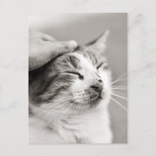 Good kitty! - Postcard