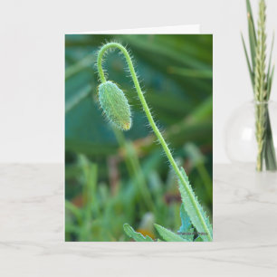 Good Luck On New Beginnings Poppy Bud Photography Card