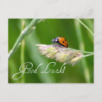 Good Luck with a little ladybug!