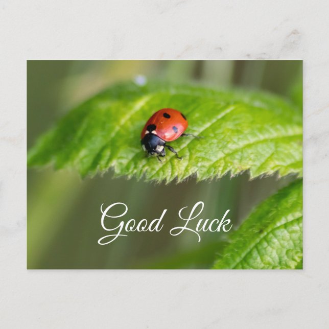 Good luck with cute little ladybug! postcard (Front)