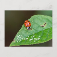 Good luck with cute little ladybug! postcard