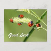Good luck with cute little ladybugs!