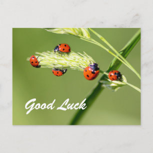 Good luck with cute little ladybugs! postcard