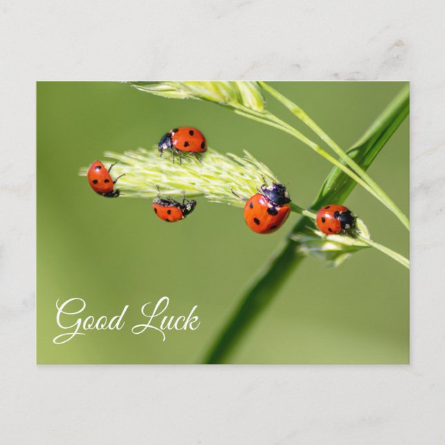 Good luck with cute little ladybugs! postcard (Front)