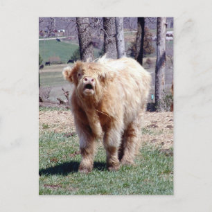 Good Moooooooorning Highland Bull Postcard