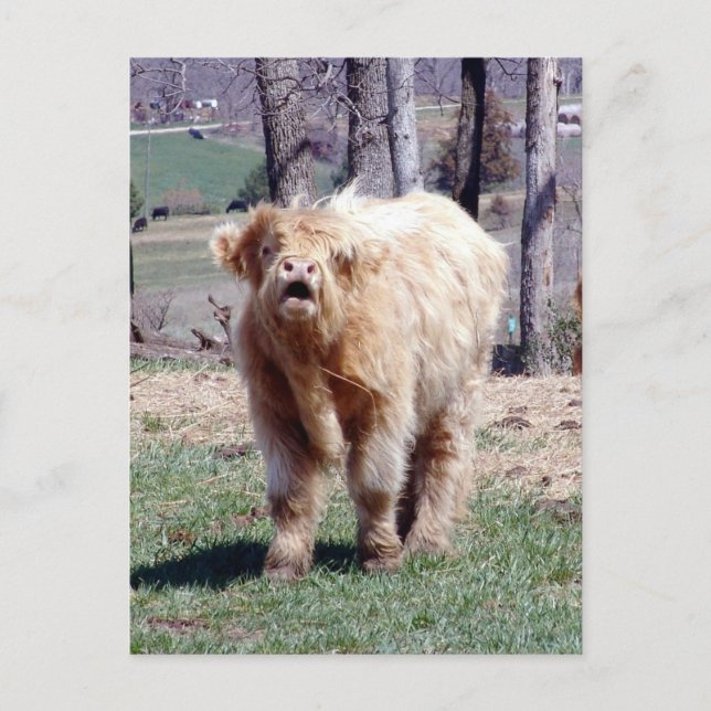 Good Moooooooorning Highland Bull Postcard (Front)