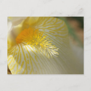 Good Morning, Iris! Postcard