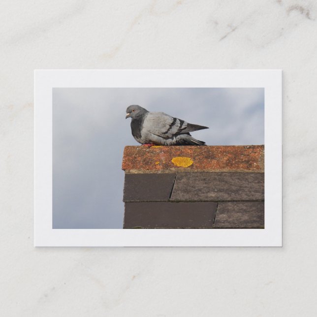 Good Morning Pigeon (Bordered) Business Card (Front)