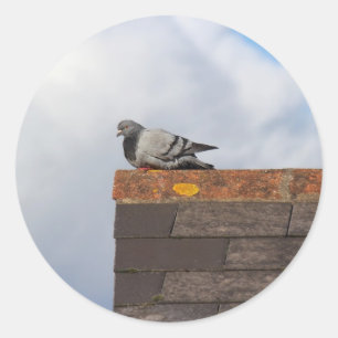 Good Morning Pigeon Classic Round Sticker