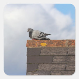 Good Morning Pigeon Square Sticker