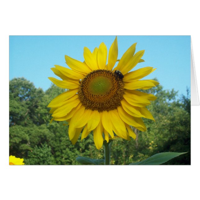 Good Morning Sunshine (Front Horizontal)