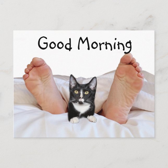 Good Morning Tuxedo kitty Postcard (Front)